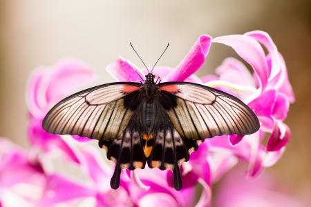 Asian Swallowtail, Papilio lowi, tropical butterfly rests on orchid blossom sucking nectarの写真素材