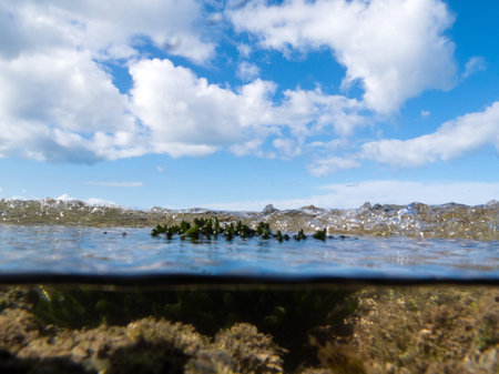 Half underwater half over, over-under split shot of clear turbulent sea water in tidal pool with...