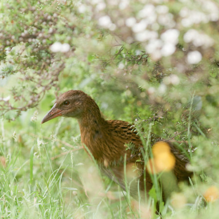 Flightless bird Weka or Woodhen, Gallirallus australis, is endemic to New Zealand