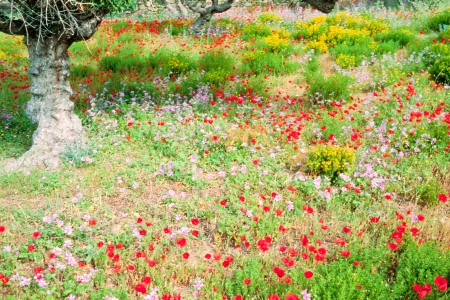 Beautiful meadow of blooming wildflowers under olive trees on farmland in Greece, Europeの写真素材
