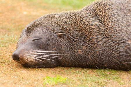 Portrait of New Zealand fur seal, Arctocephalus forsteri, sleeping in the sun on grassy patchの写真素材