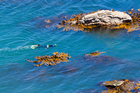 Lone snorkeller or diver in the ocean swimming on the surface looking down between offshore rocks with bull kelp aquatic plantsの写真素材