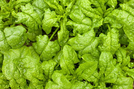 Background of large tasty crisp leaves of spinach plant vegetable growing in the field on a rainy...
