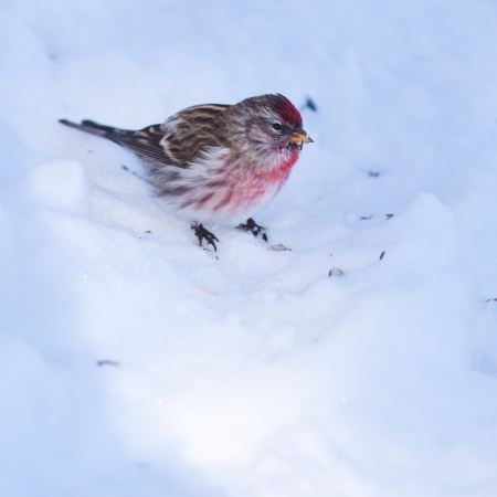 Common redpoll  Carduelis flammea  small passerine bird feeding on seeds on snowy groundの写真素材