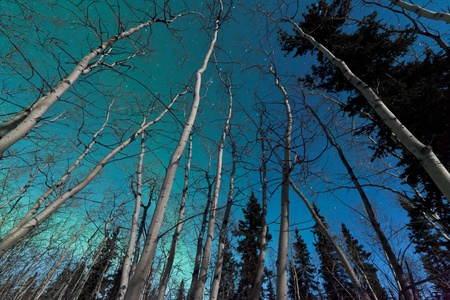 Green swirls of Northern Lights or Aurora borealis or polar lights in moon-lit night sky over spruce and aspen trees of taiga boreal forestの写真素材