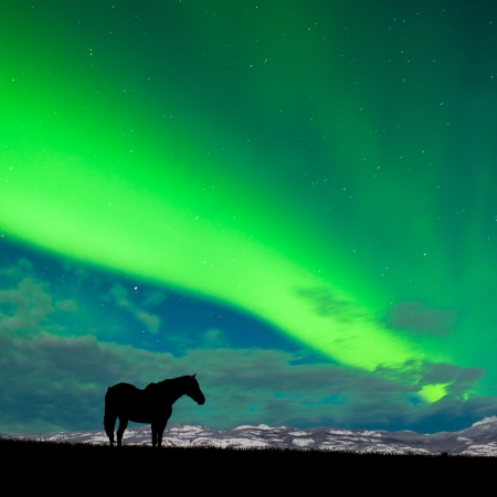 Silhouette of horse on pasture in moon-lit night with distant snowy mountain range and spectacular display of Northern Lights  Aurora borealis  above on starry night skyの写真素材