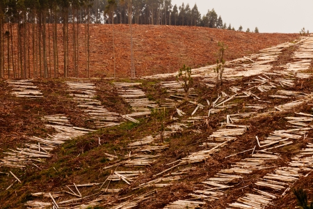 Deforestation of hillside by clearcutting mature Eucalyptus forest for timber harvestの写真素材