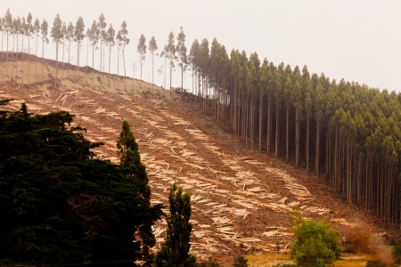 Deforestation of hillside by clearcutting mature Eucalyptus forest for timber harvestの写真素材
