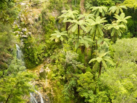 Grove of endemic New Zealand rainforest fern trees in lush green wildernessの写真素材