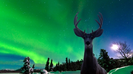 Curious mule deer  Odocoileus hemionus  staring in camera while photographing spectacular display of green Northern Lights  Aurora borealis over moon-lit boreal forest taigaの写真素材