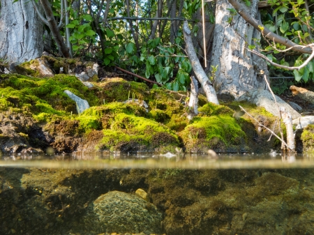 Riparian habitat ecosystem of forest lake shore with tree roots moss and aquatic plants in a over under split underwater viewの写真素材