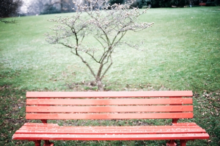 First winter snowflakes on empty wooden red bench in park on green lawn with a small defoliated shrub behind itの写真素材