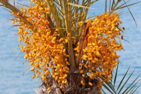 Agricultural date palm tree with clusters of still unripe yellow fruit crop close-upの写真素材