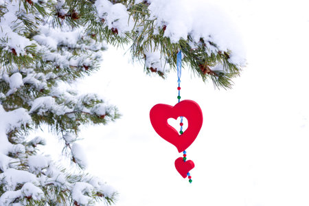 Single red heart shaped Christmas or Valentines ornament hanging from snow covered winter branch of pine tree isolated on whiteの写真素材
