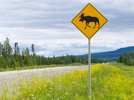 Yellow diamond traffic road sign warning, Attention moose crossing, posted alongside a scenic rural country road in lush countrysideの写真素材