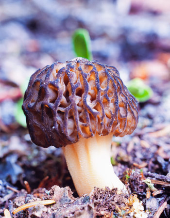 Black Morel, Morchella elata, mushroom fungus young fruit body on forest floor