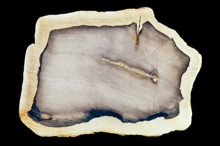 Polished surface of slab of fossilized petrified wood beautiful geology nature background patternの写真素材