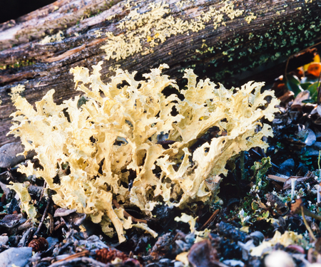 Lichenized fungi Flavocetraria cucullata on taiga boreal forest floorの写真素材
