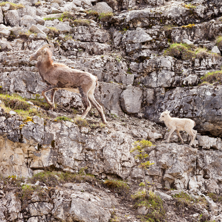 Female Stone Sheep, Ovis dalli stonei, or thinhorn sheep leading its lamb up rocky mountain terrain, wildlife of northern Canadian Rocky Mountains, British Columbia, Canadaの写真素材