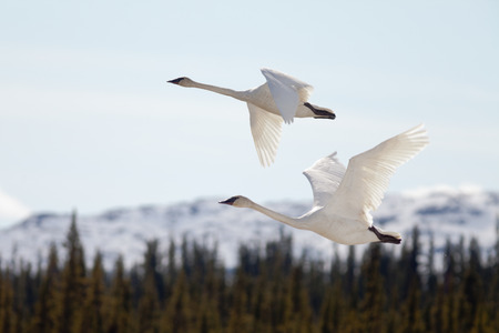 Graceful mating pair of adult white trumpeter swans, Cygnus buccinator, flying over forest with their necks extended as they migrate to their arctic nesting grounds with copyspaceの写真素材