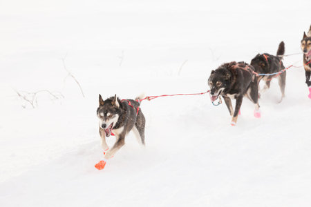 Team of enthusiastic sled dogs pulling hard to win the Yukon Quest sledding race