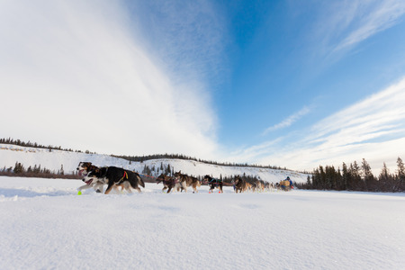 Team of enthusiastic sled dogs pulling hard to win the Yukon Quest sledding raceの写真素材