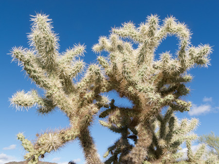 Teddy Bear Cholla cactus, Cylindropuntia bigelovii, spiny segments against blue desert skyの写真素材