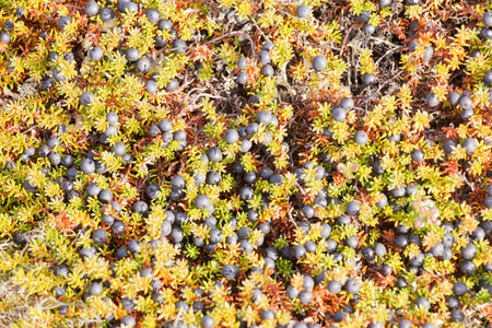 Black Crowberry plant, Empetrum nigrum, or Mossberry ripe black colored wild berries ready to pick nature background texture patternの写真素材