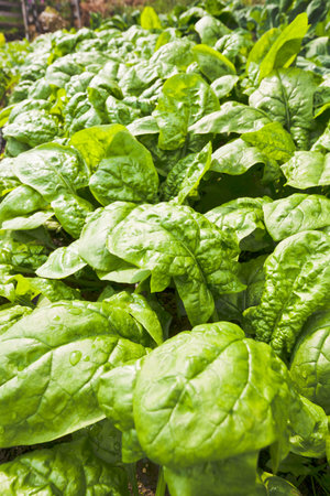 Large tasty crisp leaves of spinach plants vegetable growing in the field wet from rainの写真素材