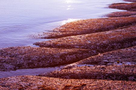 Tranquil shoreline at low tide exposing smooth rock encrusted with sea-weeds