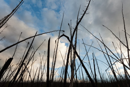 Burned boreal forest taiga, standing dead charred black spruce trees boreal forest taiga