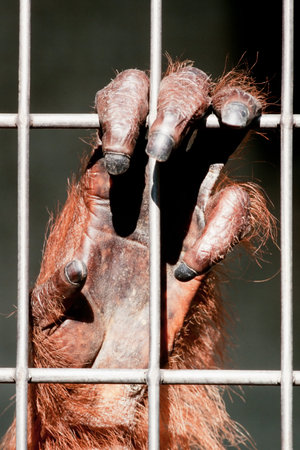 Orangutan, Pongo pygmaeus, hand on steel bars of zoo cageの写真素材