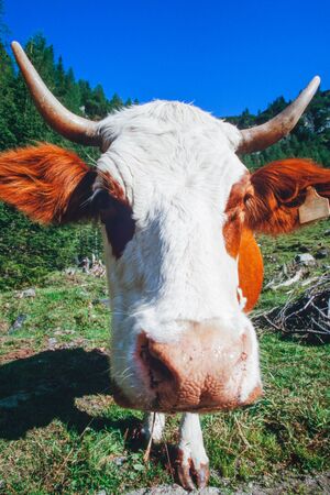Close-up nose and head of curious cow on mountain pastureの写真素材