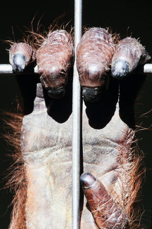 Orangutan, Pongo pygmaeus, hand on steel bars of zoo cageの写真素材