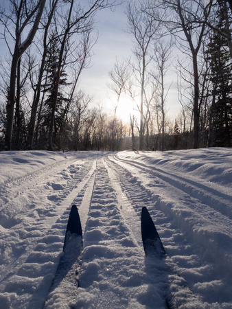 Cross country skiing low angle shot of skis in tracks through sunny winter forest with perfect winter snow conditionsの写真素材