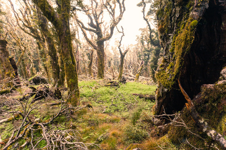 Virgin mountain rainforest wilderness of Marlborough, New Zealandの写真素材