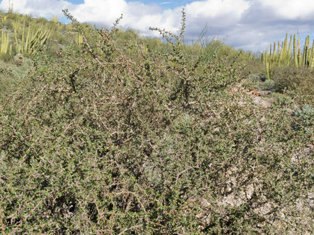 Limber Bush, Jatropha cuneata, in Sonoran Desert landscape has sap that contains a red dyeの写真素材