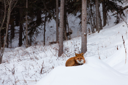 Smart red fox, Vulpes vulpes, resting curled-up on snow pile in winter forestの写真素材