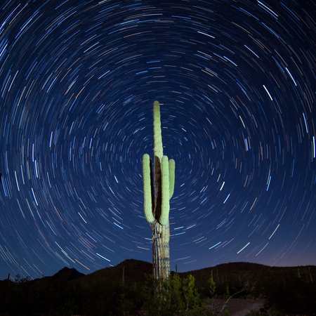 Iconic Sonoran Desert Saguaro columnar cactus, Carnegiea gigantea, under starry Arizona night sky with circular startrailsの写真素材