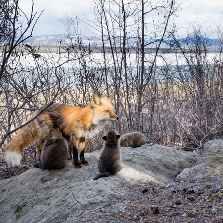 Red fox vixen, Vulpes vulpes, nursing her young foxes at den near Lake Laberge, Yukon Territory, Canadaの写真素材