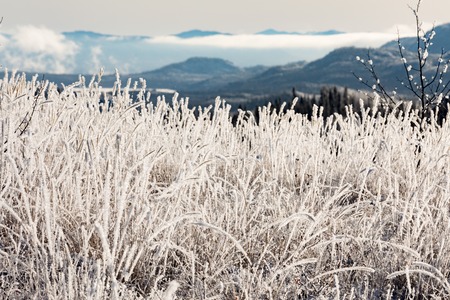 Thick layer of hoar-frost covers grass vegetation with blurred hilly landscape background of Yukon Territory, YT, Canadaの写真素材