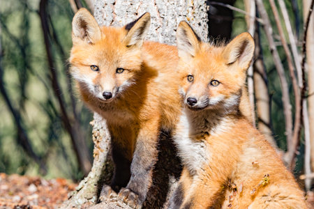 Two playful young red fox puppies, Vulpes vulpes, thinking about what game to play nextの写真素材