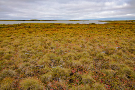 Arctic tundra landscape at coast of Beaufort Sea Arctic Ocean near town of Tuktoyaktuk, Northwest Territories, NWT, Canadaの写真素材