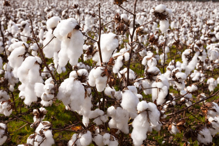 Ready to harvest crop of ripe cotton plants close-up growing on agricultural farmlandの写真素材