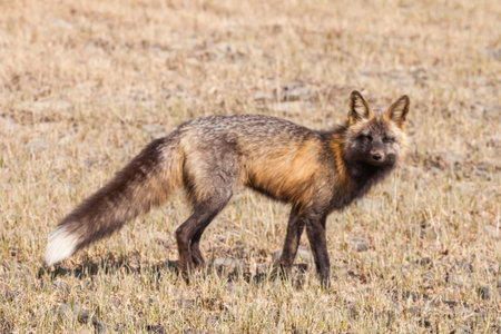 Red Fox variety called Cross Fox (Vulpes vulpes) walking dry grassy field in daytime