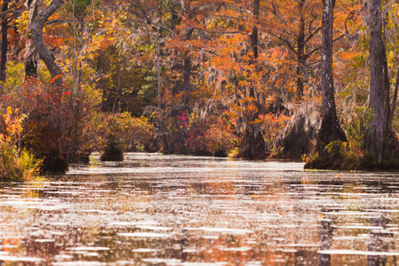 Fall colors of Water Tupelo, Nyssa aquatica, and Cypress tree, Taxodium distichum, in Merchants Millpond, North Carolina, NC, USAの写真素材