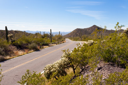 Empty winding highway road in Saguaro National Park near Tucson, Arizona, US, with green Sonoran Desert vegetation and iconic Saguaro cacti, Carnegiea giganteaの写真素材