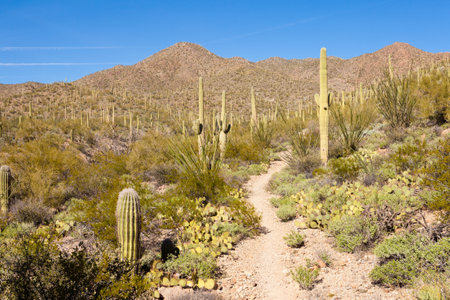 Desert trail in Saguaro National Park near Tucson, Arizona, US, between green Sonoran Desert vegetation and iconic Saguaro cacti, Carnegiea giganteaの写真素材