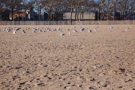 seagulls on th beach with buildings on the backgroundの写真素材