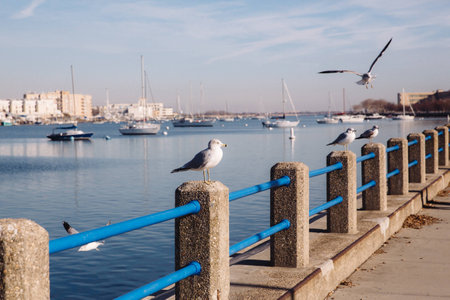 seagulls in bay with yachts on the backgroundの写真素材